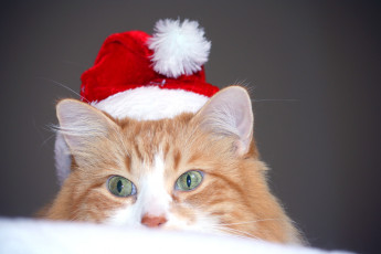 Картинка животные коты шапка котэ рыжий кот