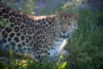 Картинка животные леопарды трава хищник
