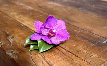 Картинка цветы орхидеи доски розовый