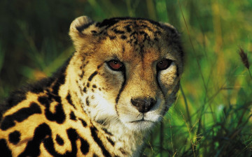 Картинка животные гепарды гепард морда взгляд королевский