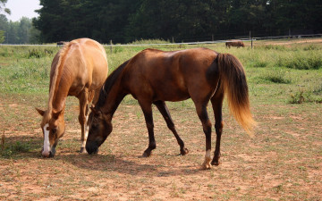 Картинка животные лошади загон пара  коней
