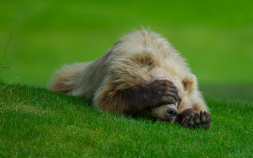 Картинка животные медведи медведь трава