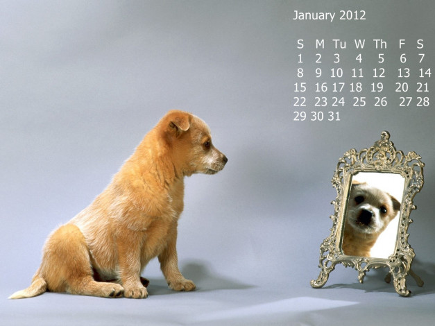 Обои картинки фото календари, животные, зеркало, собака