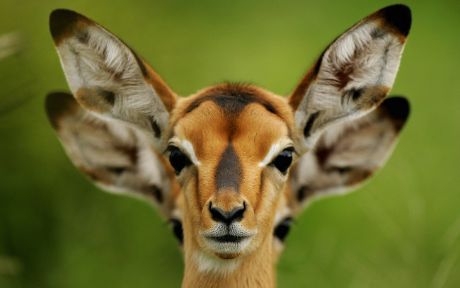 Обои картинки фото животные, антилопы, уши, косуля
