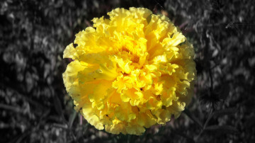 Картинка цветы бархатцы жёлтый на сером