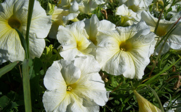 Картинка цветы петунии +калибрахоа бледно-жёлтые