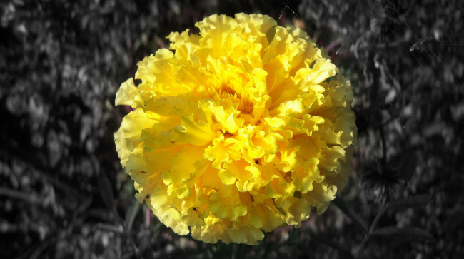 Обои картинки фото цветы, бархатцы, жёлтый, на, сером