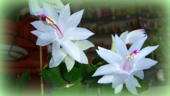 Обои картинки фото цветы, кактусы, белые