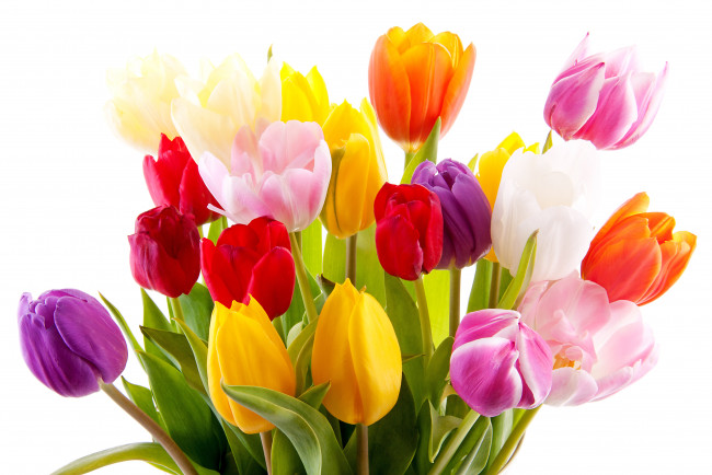 Обои картинки фото цветы, тюльпаны, яркие
