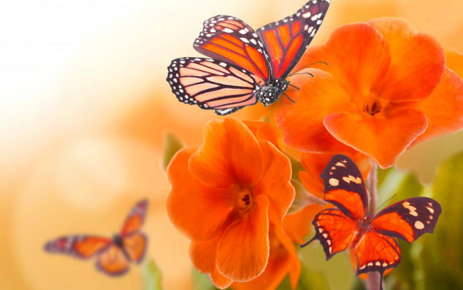 Обои картинки фото животные, бабочки,  мотыльки,  моли, бабочка, цветы, природа, коллаж