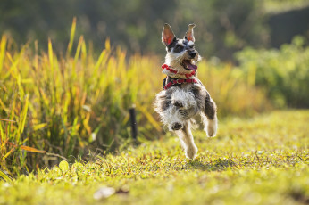 Картинка животные собаки прогулка настроение радость цвергшнауцер бег собака карликовый шнауцер
