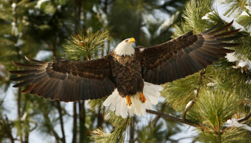 Картинка животные птицы+-+хищники птица ястреб белоголовый орлан крылья ветки