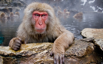 Картинка животные обезьяны макака гейзер озеро обезьяна камни