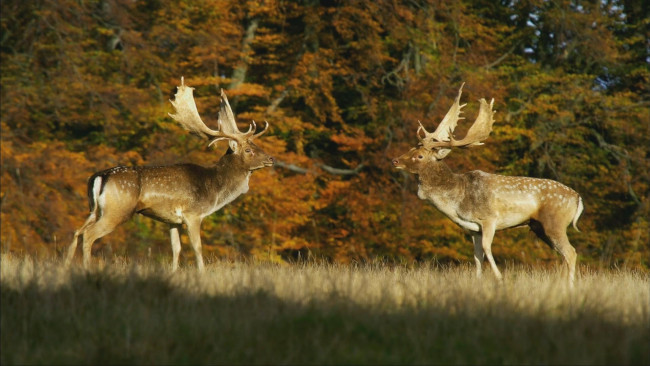 Обои картинки фото животные, олени, самцы, осень, лес, деревья, лани, рога, трава, соперники