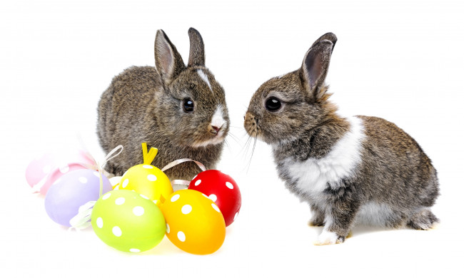 Обои картинки фото животные, кролики,  зайцы, крольчата, пасха, серые, яйца