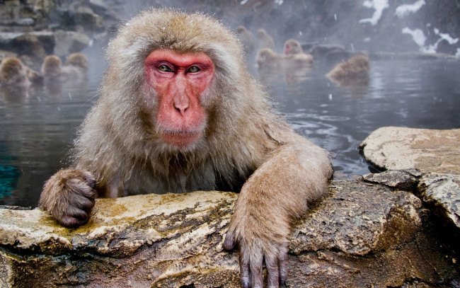 Обои картинки фото животные, обезьяны, макака, гейзер, озеро, обезьяна, камни