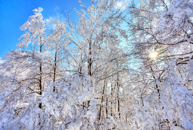 Обои картинки фото природа, зима, небо, снег, деревья, лес