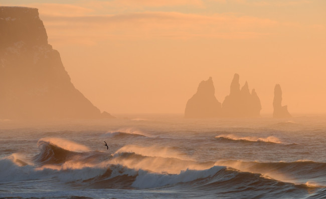 Обои картинки фото рейнисдрангар,  исландия, природа, побережье, чайка, птица, берег, рассвет, туман, море, скалы