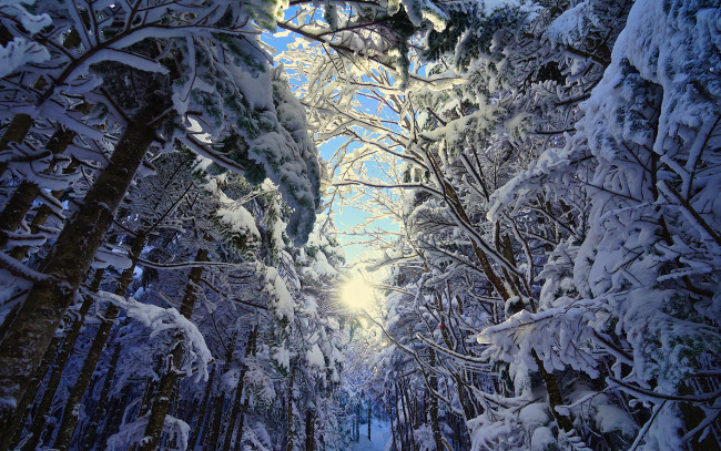Обои картинки фото природа, лес, снег, деревья