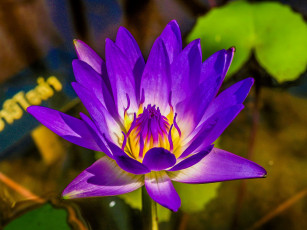 Картинка цветы лотосы лиловый лотос макро