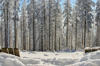 Картинка природа зима сугробы снег сосны