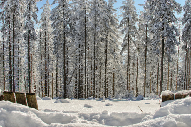 Обои картинки фото природа, зима, сугробы, снег, сосны