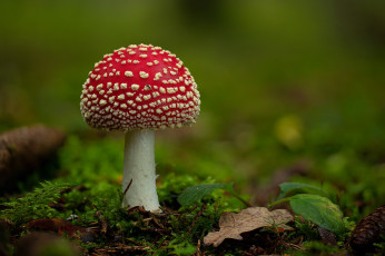 Картинка природа грибы +мухомор гриб