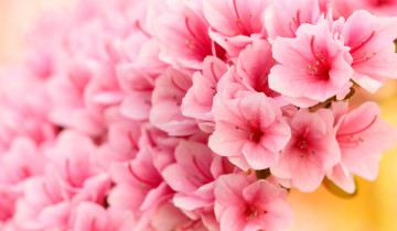 Картинка цветы рододендроны+ азалии розовые