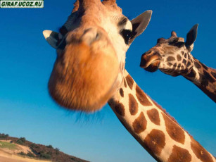 обоя животные, жирафы
