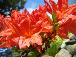 Картинка цветы рододендроны азалии алый