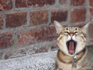 Картинка животные коты кошка кот зевота стена кирпичная