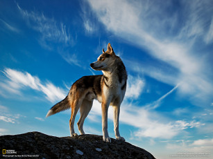 Картинка животные собаки собака небо