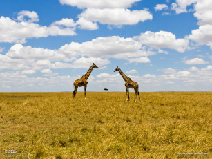 Картинка животные жирафы жираф небо облака даль