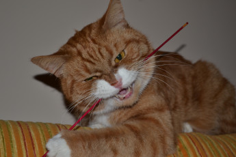 Картинка животные коты кот кошка игра палочка