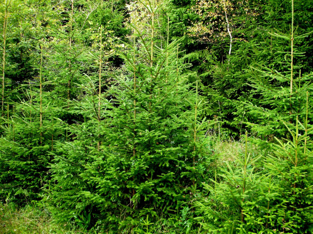 Обои картинки фото природа, лес, зелень, посадки, елки