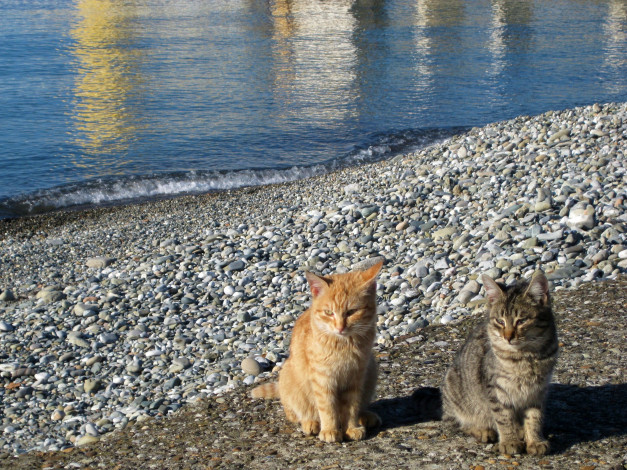 Обои картинки фото животные, коты, камни, кошка, вода, кот