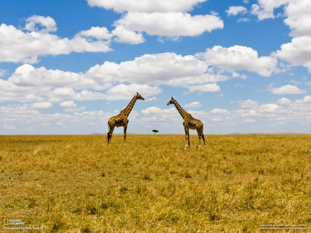 Обои картинки фото животные, жирафы, жираф, небо, облака, даль