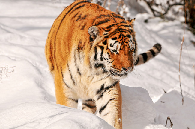 Обои картинки фото животные, тигры, тигр, снег
