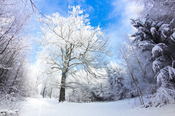 Картинка природа зима германия лес снег небо деревья felix schmidt photography