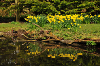 Картинка horwich англия природа парк цветы ручей растения