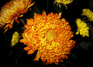 Картинка цветы хризантемы оранжевые
