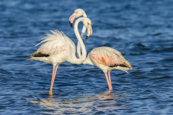 Картинка животные фламинго пара