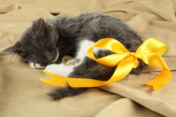 Картинка животные коты котенок спит бант