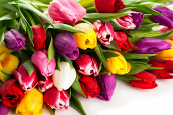 Картинка цветы тюльпаны бутоны многоцветье