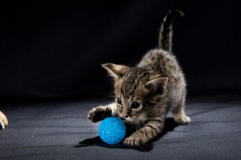 Картинка животные коты мячик котенок