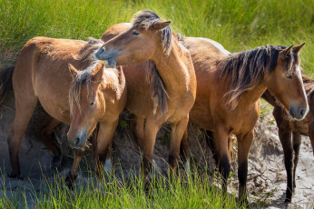 Картинка животные лошади трава трио кони