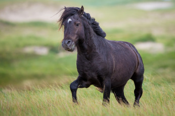 Картинка животные лошади вороной конь трава пастбище