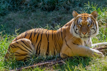 Картинка животные тигры свет тигр лежит трава бревно