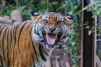 Картинка животные тигры язык клыки оскал морда тигр пасть