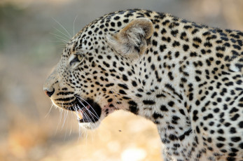 Картинка животные леопарды леопард морда профиль